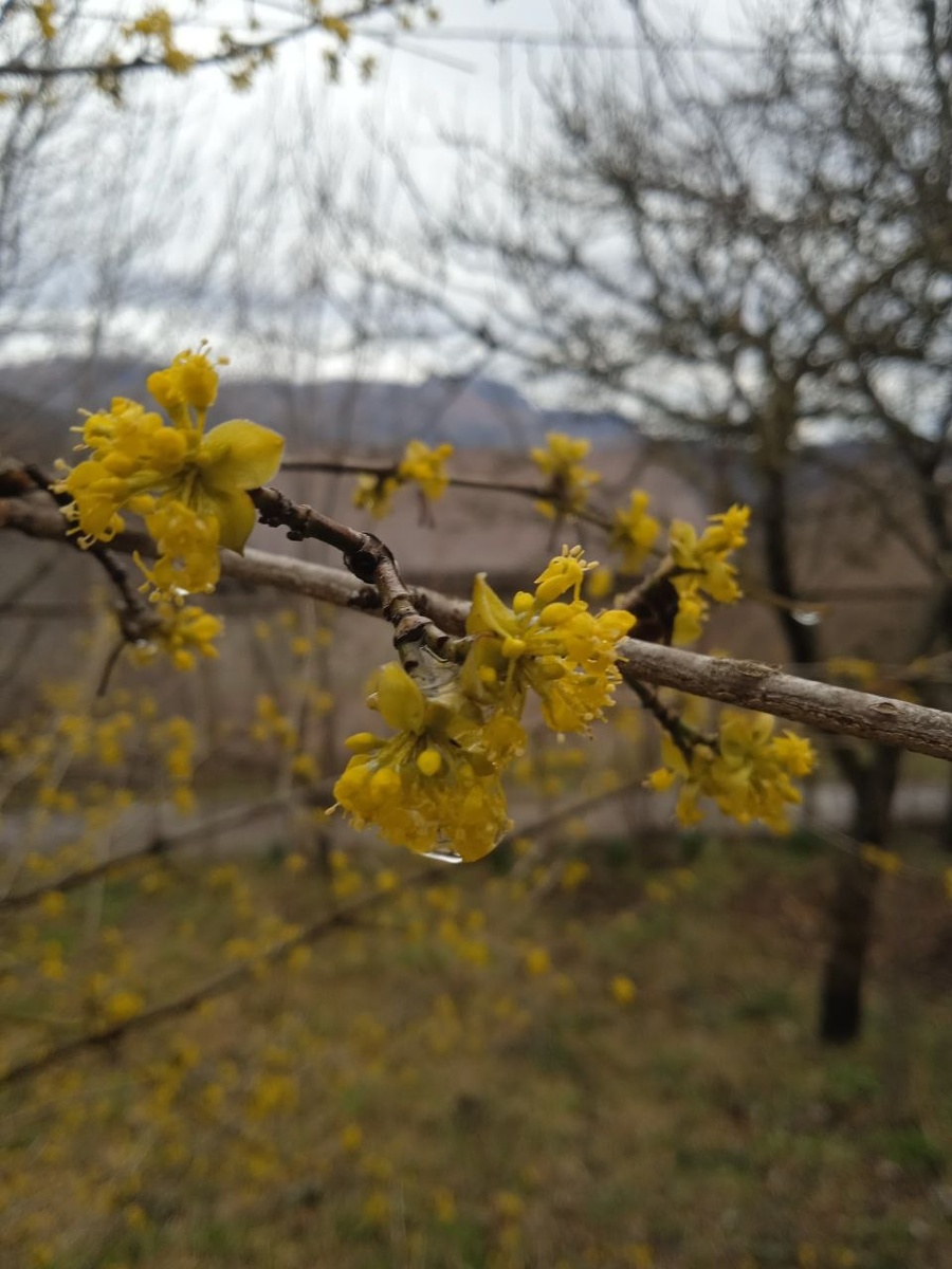 Первопроходец-кизил покрылся желто-зелеными цветами, стрелки первоцветов тянутся к небу. Птицы поют, как в последний раз.
