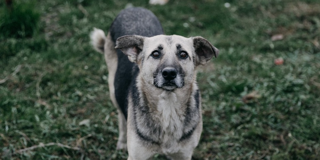 «Мисочка добра» в Кирове: как горожане могут поддержать бездомных питомцев в апреле