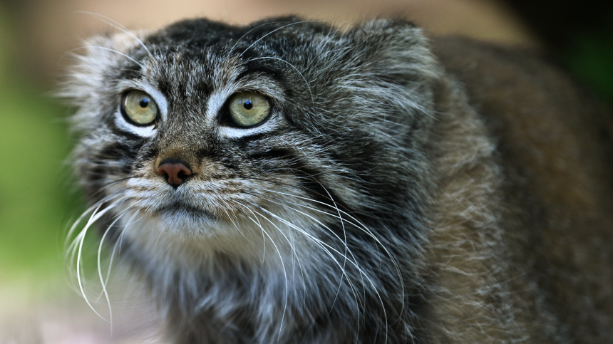    Фото: © РИА Новости/Кристина Кормилицына