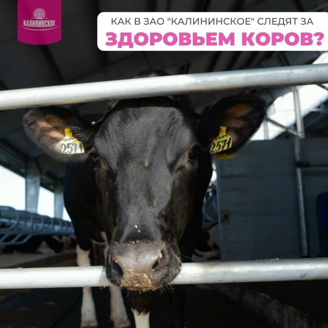 фото: ЗАО «Калининское»