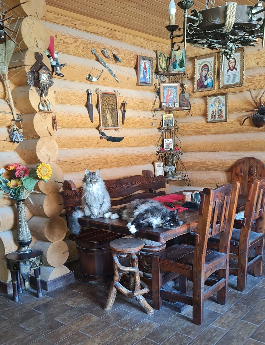 Мейнкуны Бакарди и Джина. Фотография из личного архива автора. 