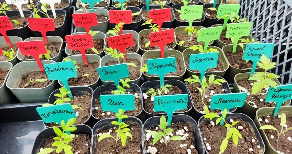 Мои образцово-показательные помидоры