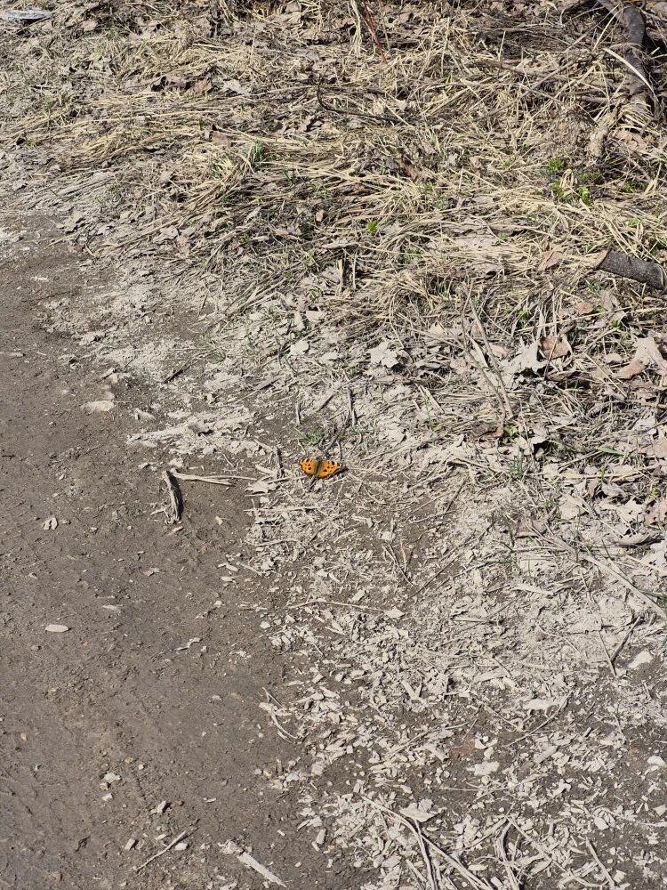 Бабочка. Оказалось, что некоторые зимуют не куколками, а взрослыми особями