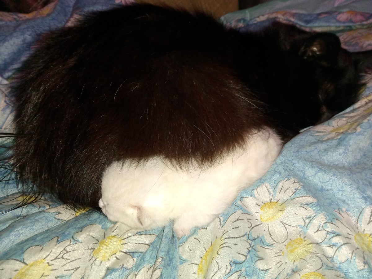 Лялина голова слева, Букина справа