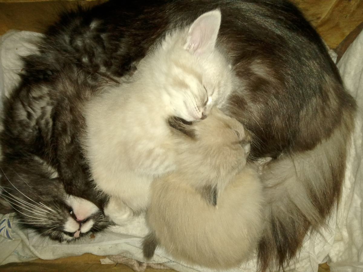 Это мы еще из коробки не вылезли: я, Ляля (как всегда сверху) и наша мать Кася (бывшая Киска)