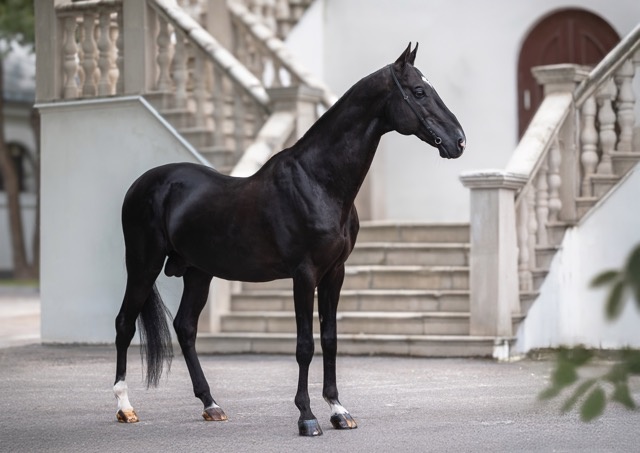 Ахалтекинец Ель Гидже — «ночной ветер», которому можно доверить жизнь