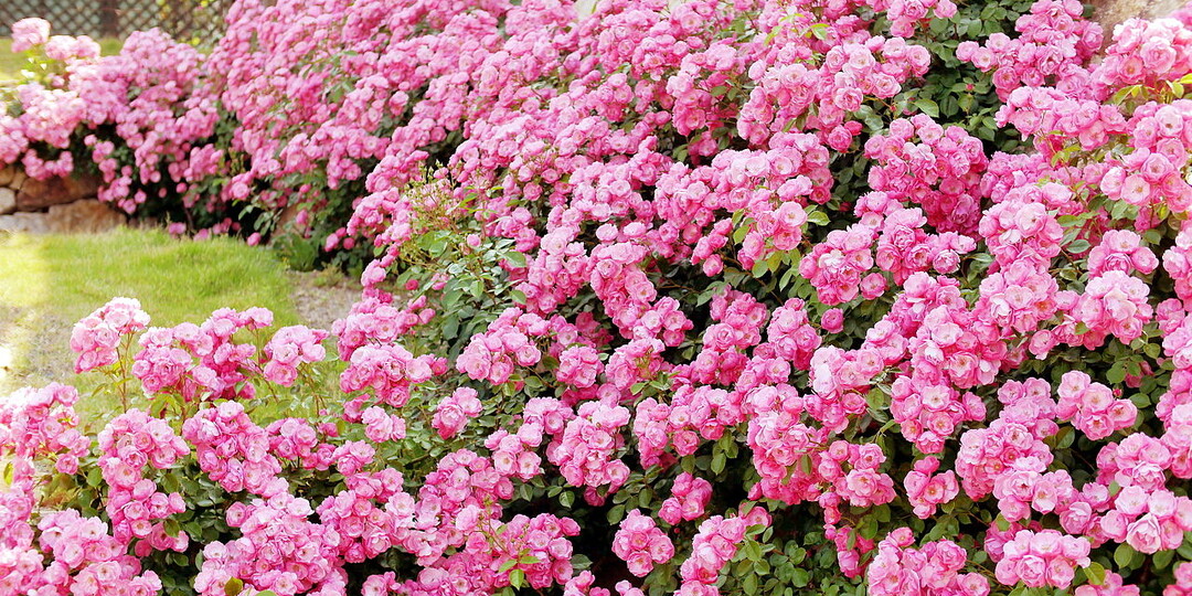 Посадка роз весной: пошаговая инструкция для начинающих