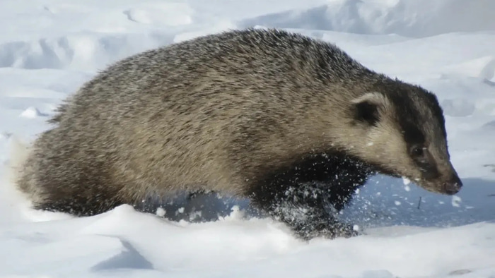    Фото: vk.ru/upr_zhivmir