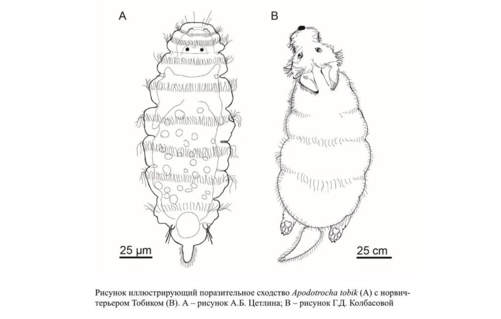    МГУ им. М. В. Ломоносова
