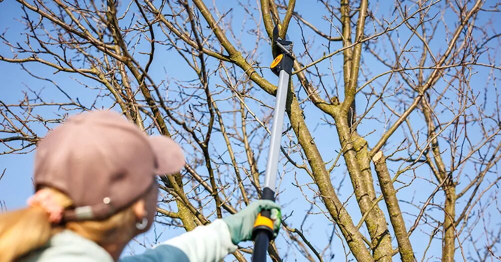 Секреты богатого урожая: правильная обрезка плодовых деревьев весной