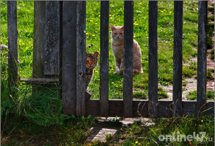 фото: Валентин Илюшин/Online47