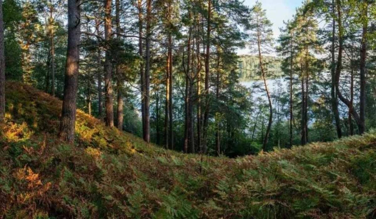     Природная зона. Источник: spb.kp.ru Автор фото: Пресс-служба Комитета по природным ресурсам Ленобласти