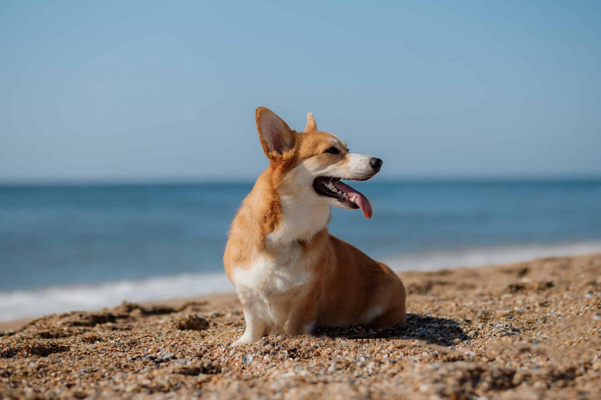 https://a-z-animals.com/blog/yes-corgis-can-swim-but-take-these-precautions/