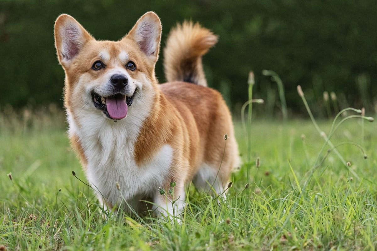 https://www.countryliving.com/life/kids-pets/g64233353/easiest-dogs-breeds-to-train/