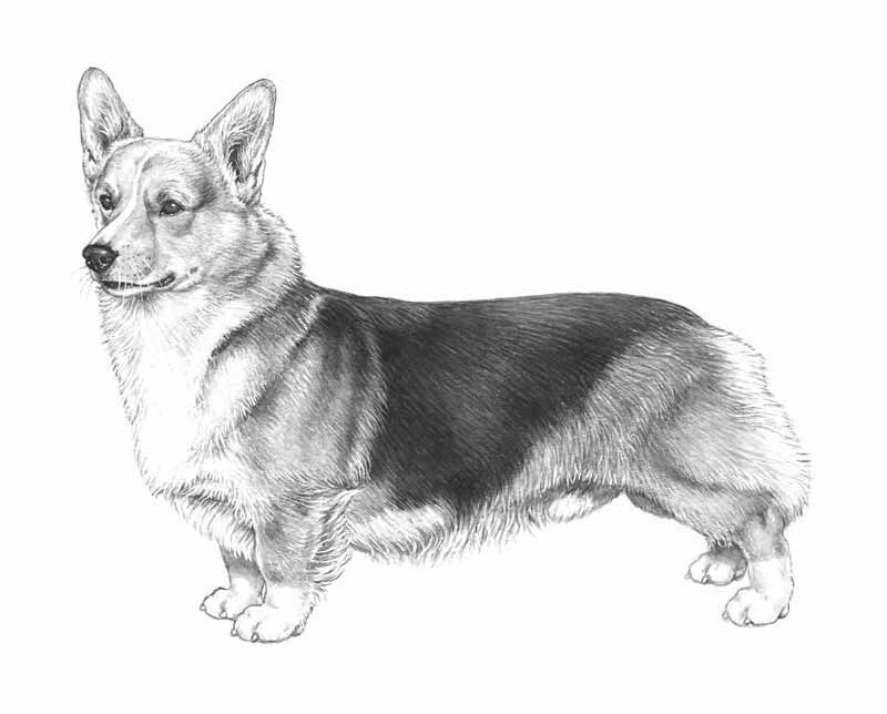 https://fci.be/en/nomenclature/WELSH-CORGI-PEMBROKE-39.html