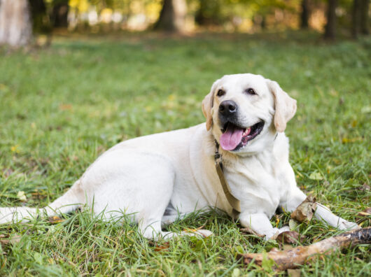    Лабрадор // Фото с сайта https://ru.freepik.com