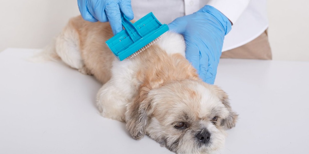 Линька у собак: норма или патология