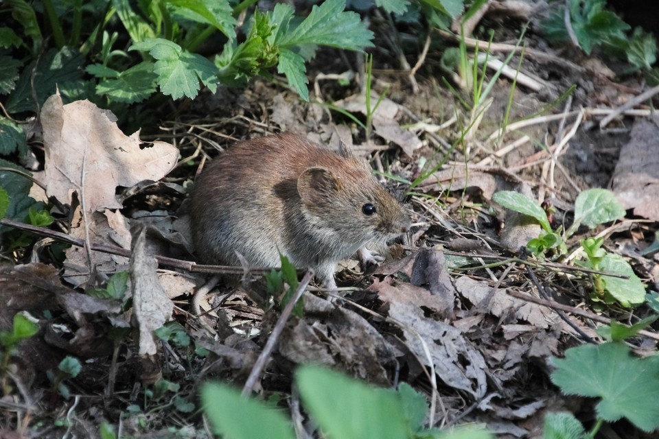    Теплая погода и начало дачного сезона повысили риски геморрагической лихорадки. Татьяна ЧЕРНИКОВА