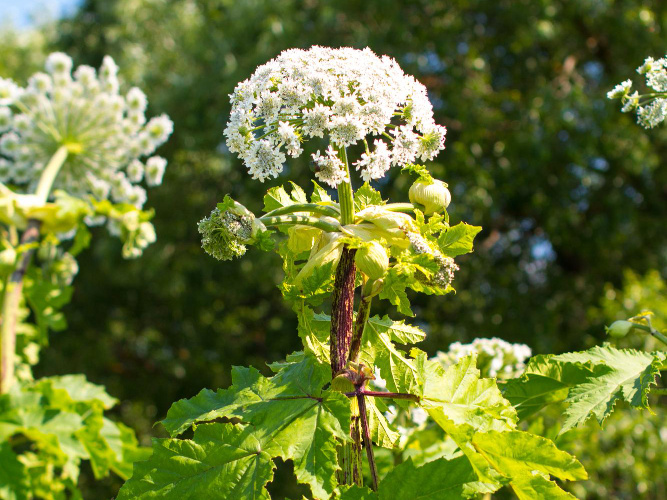    ru.freepik.com / @svetik-81-81