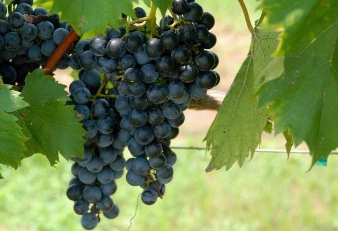 Весенняя обработка виноградника: пошаговый план для богатого урожая