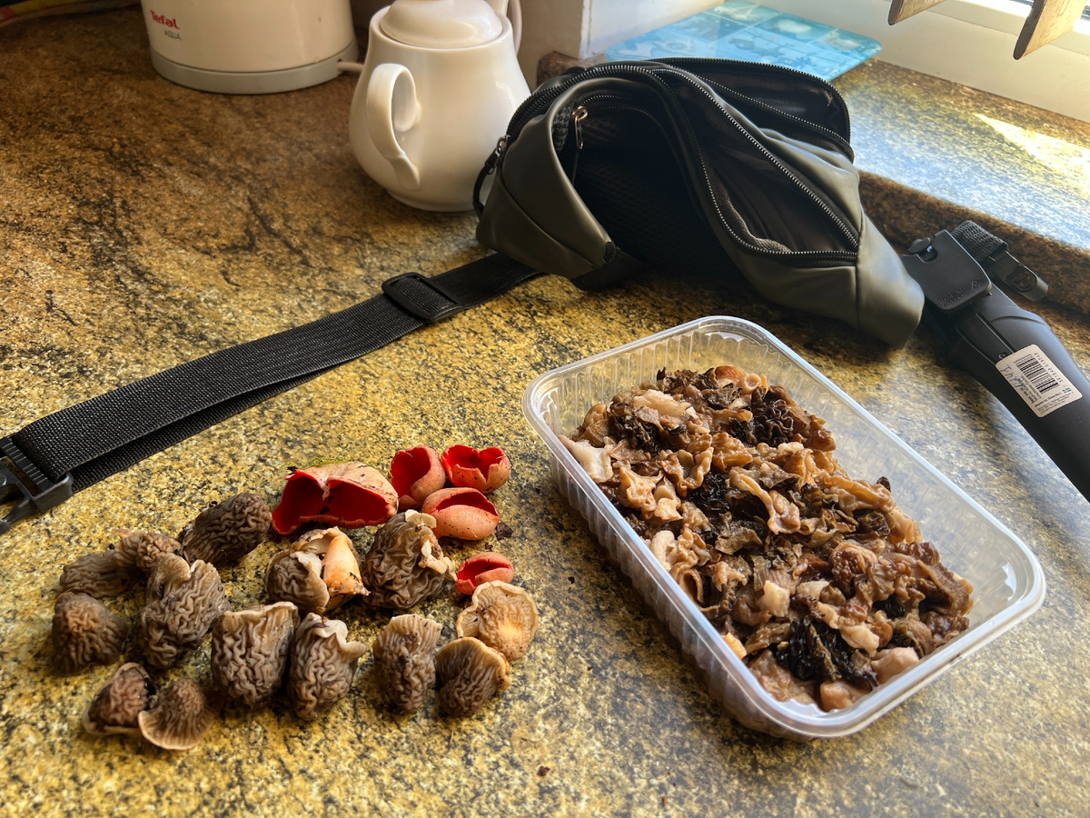 Фото автора. 30.03.26. Первые шапочки. В контейнере прошлогодние, варено-мороженые.