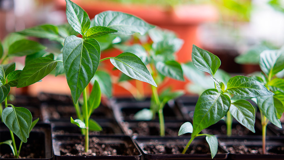 Яндекс. Картинки