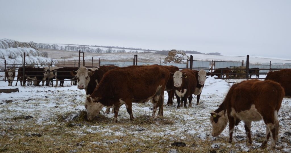 Минсельхоз (не) ответил на вопрос об изъятии скота в Оренбургской области