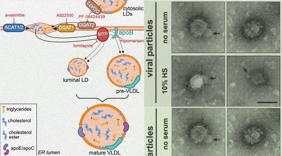   N + 1; Anupriya Gautam et al. / Emerging Microbes & Infections, 2026
