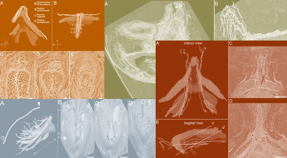   N + 1; Ju Young Lee et al. / bioRxiv
