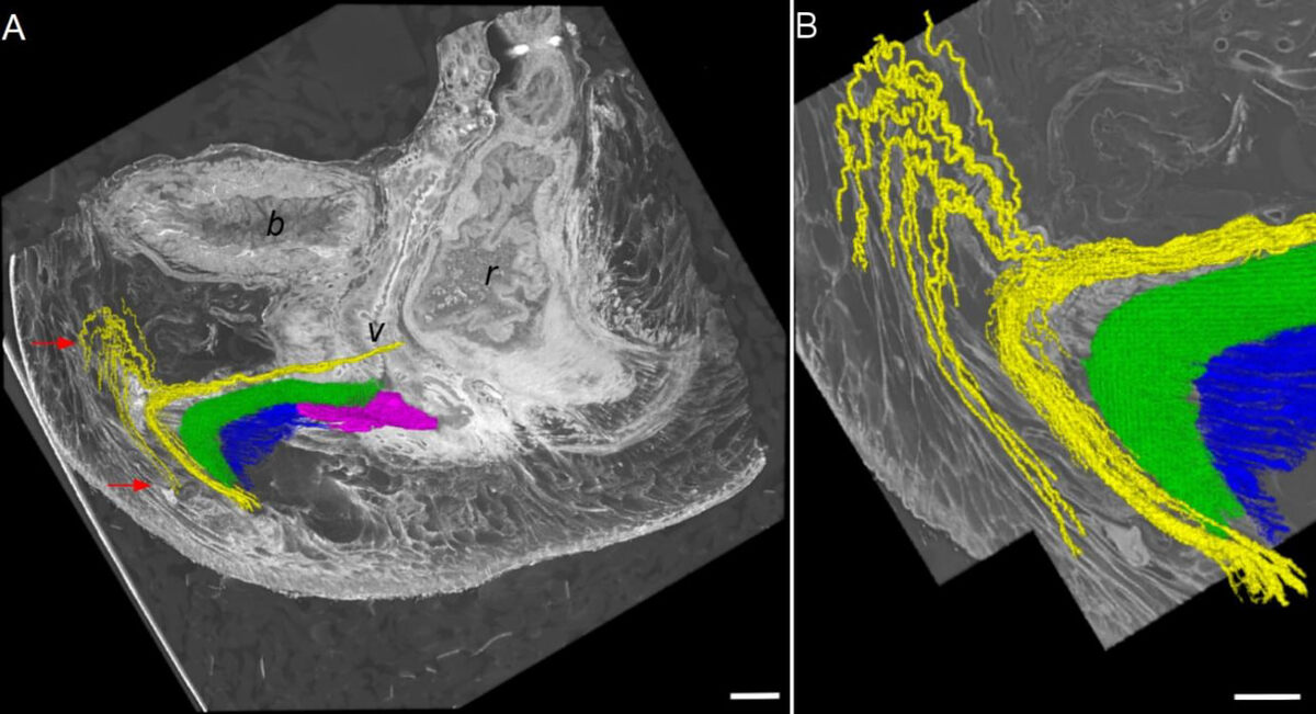   Ju Young Lee et al. / bioRxiv