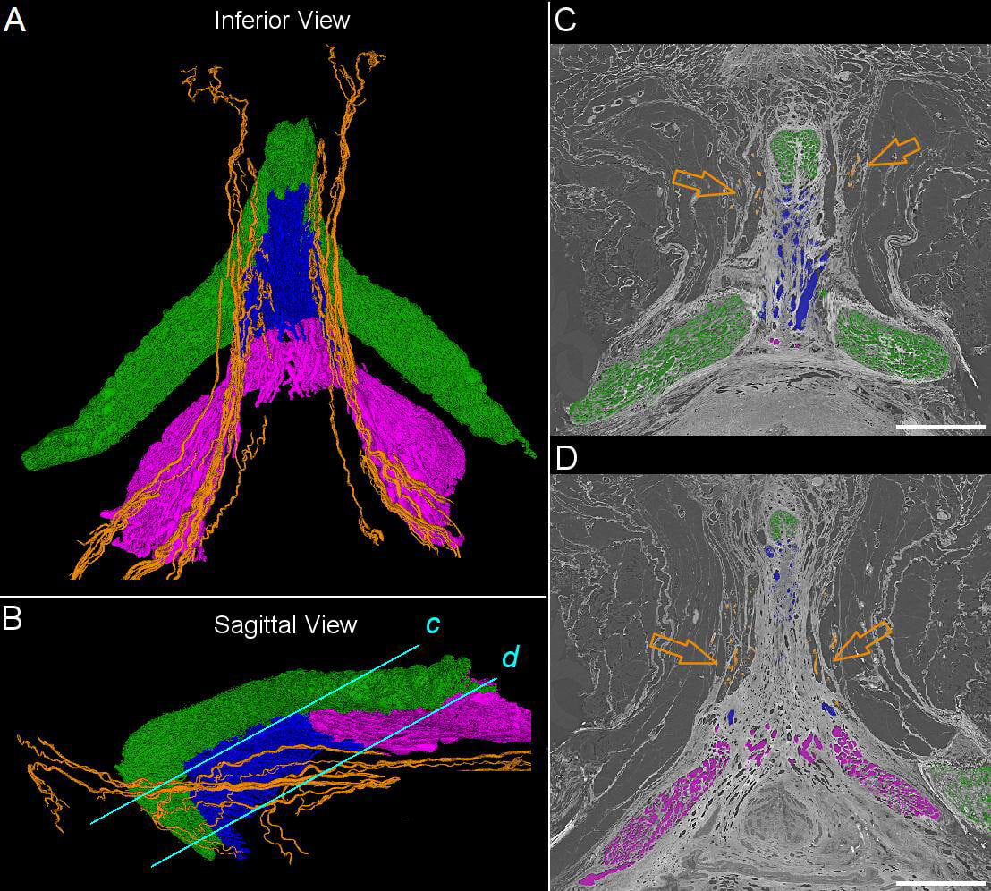   Ju Young Lee et al. / bioRxiv