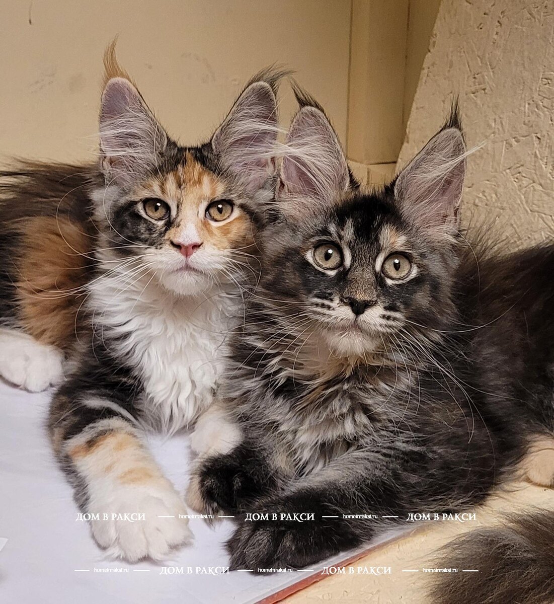 мейн-кун в квартире