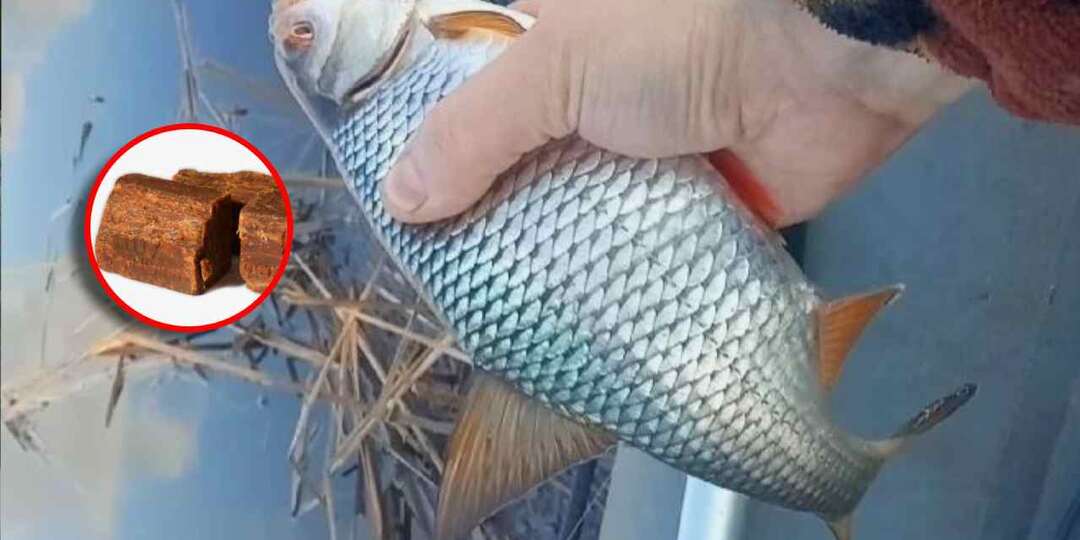 Уловистая насадка на плотву. Так ловили наши деды и сегодня работает