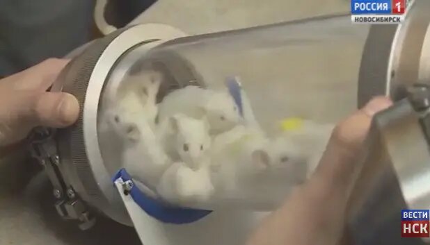    Источник: scientificrussia.ru Виктор Павлов