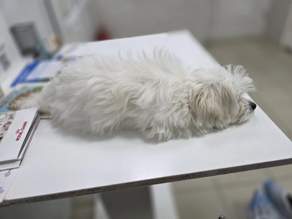 Буся в ожидании приема.