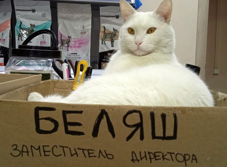 Пушистый юмор