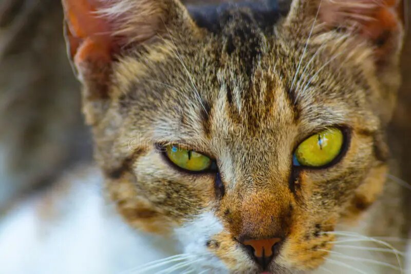 -Совесть есть? Дай рыбов!