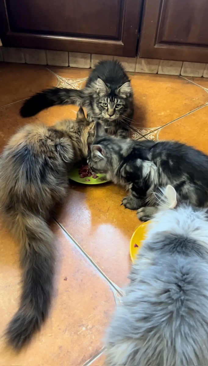 Кормление мейн-куна