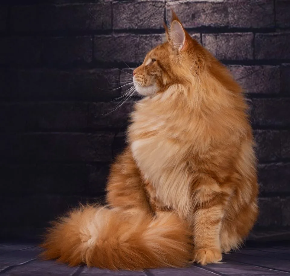 Натуралка или сухой корм для мейн-куна?