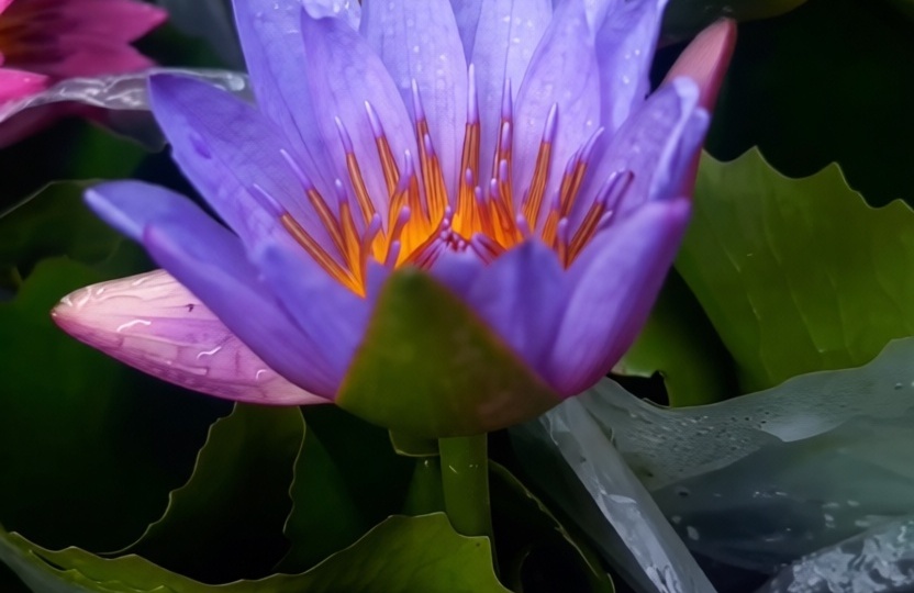 ОТКУДА В ПРУДУ ЦВЕТЫ?