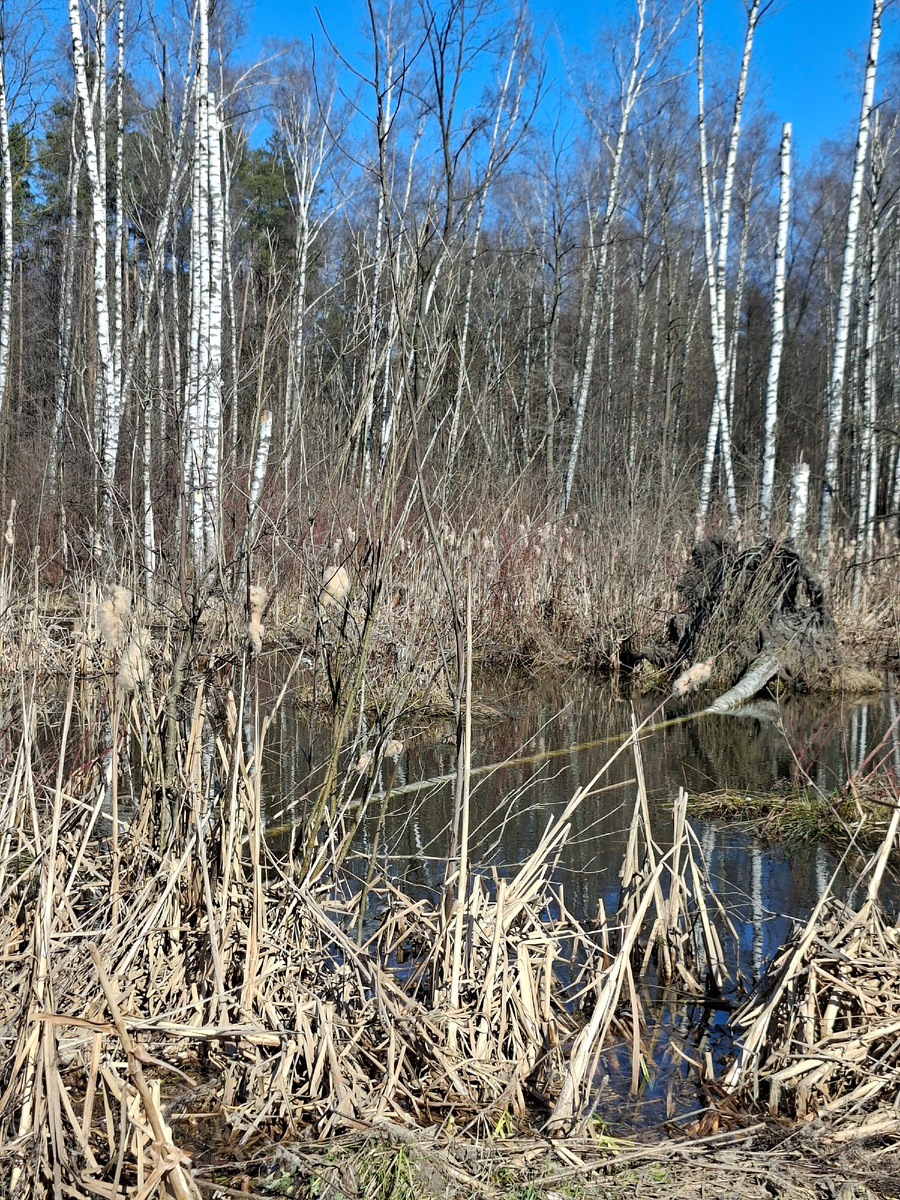 Лосинка, лес