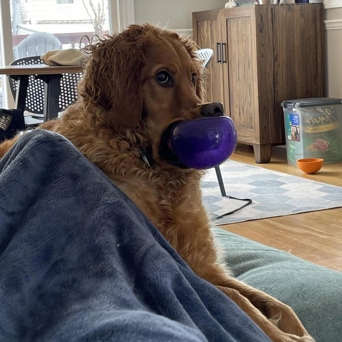 Задумчивый пёс с мячом.