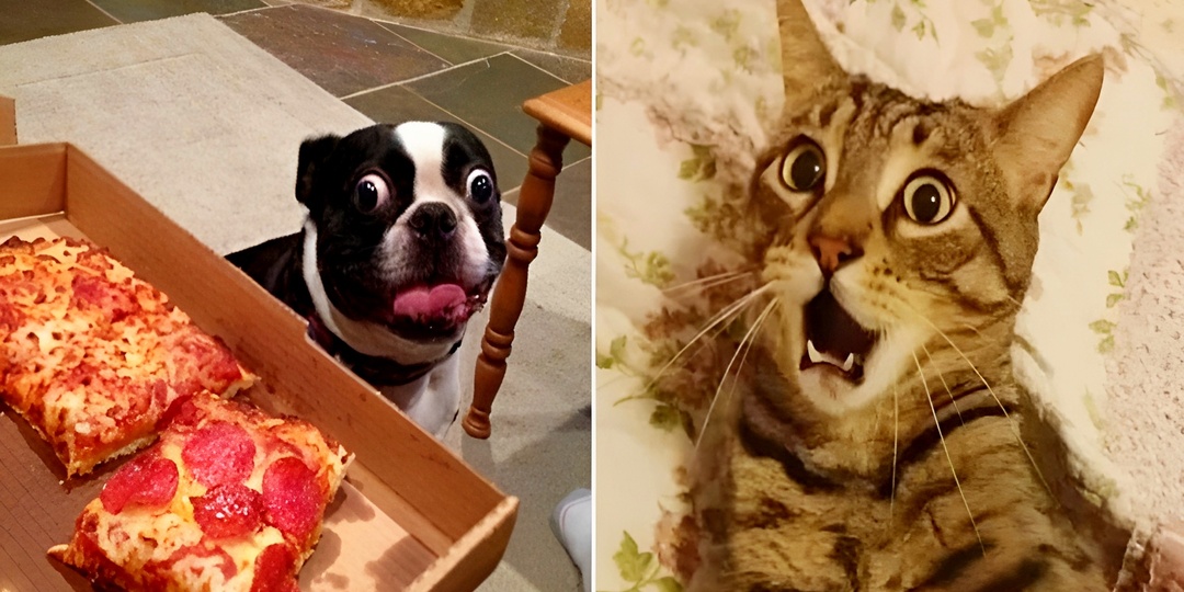 15 фото питомцев, от которых я смеялась до слёз
