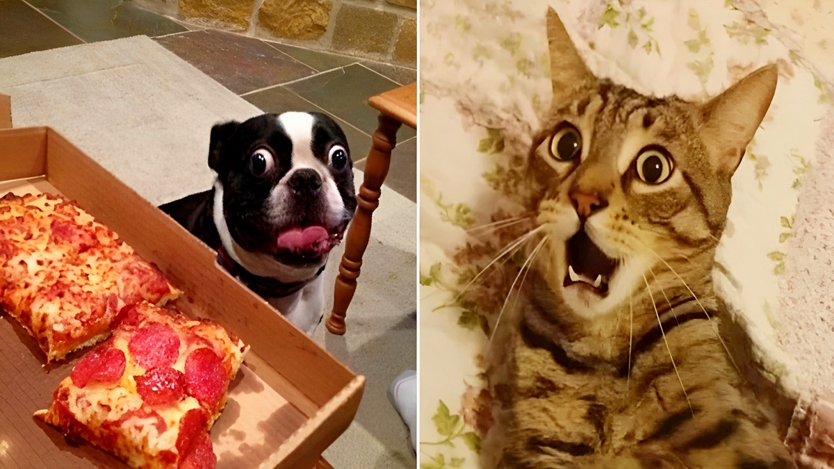 15 фото питомцев, от которых я смеялась до слёз.