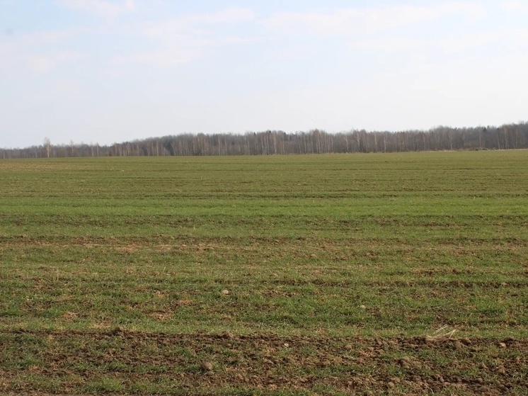     Залог успешного урожая озимых зерновых культур — вовремя проведенные подкормки. Фото: пресс-служба Минсельхоза в своей соцсети ВКонтакте