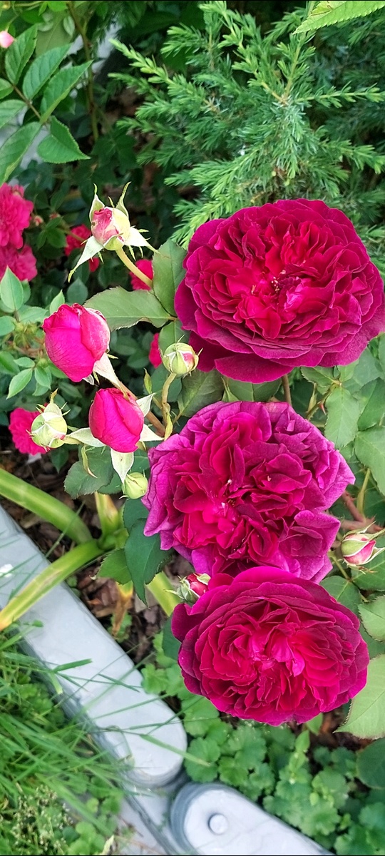 Манстед Вуд. "Остинка"