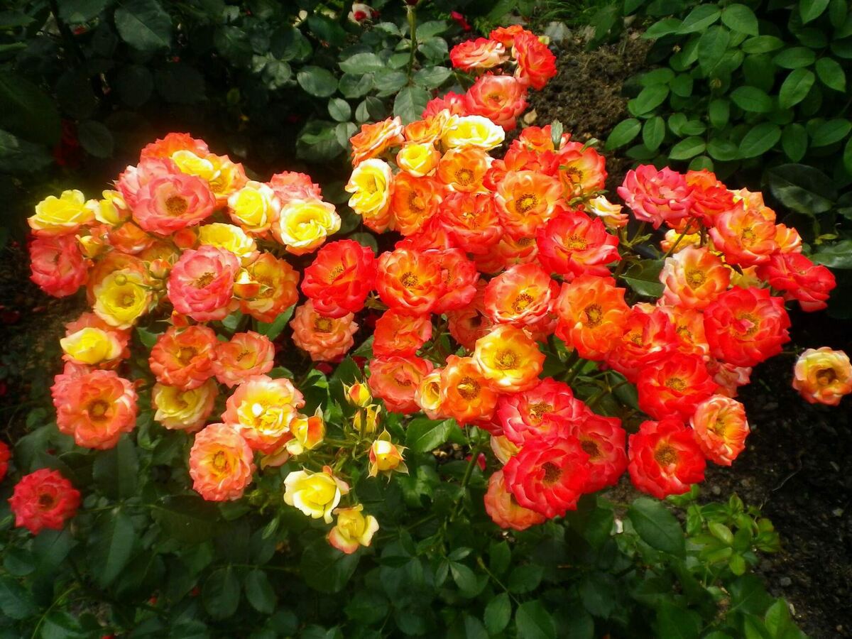 Пример розы - "спрей" ещё: Румба (флорибунда). Правда давно меня покинула. Зимний форс-мажор розу убил однажды (глыба льда с крыши порвала укрытие, и роза замерзла). 