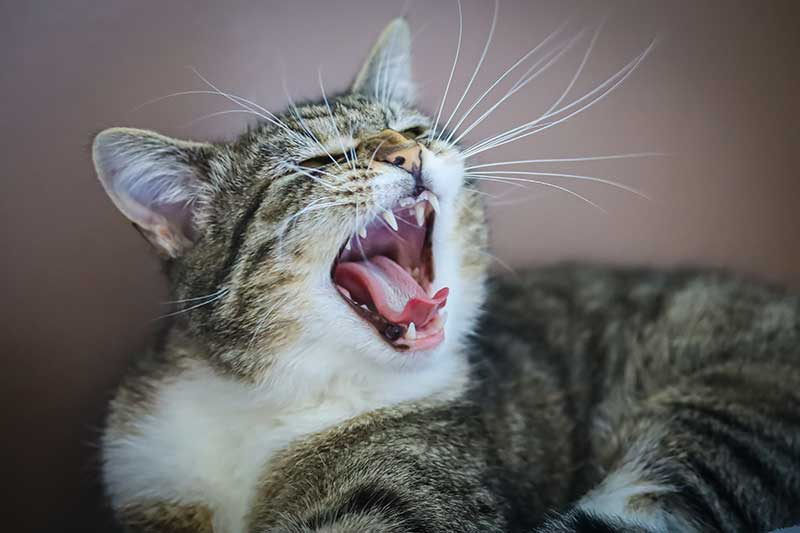 🐱 Кошачьи зубы: что нужно знать, чтобы питомец не остался безоружным