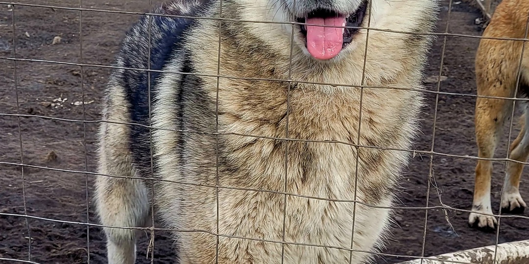 Гера тянет лапки к каждому посетителю, но её не замечают.