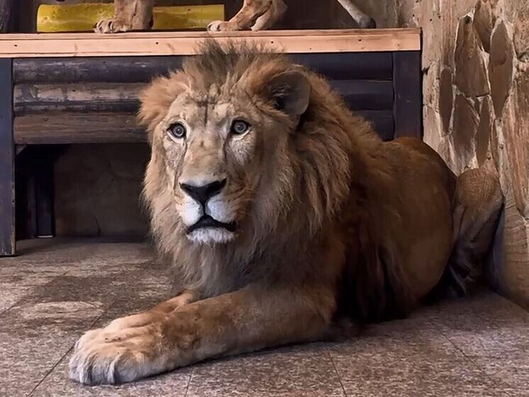     Льву Адаму уже 20 лет. По человеческим меркам это 113 лет. Фото: кадр из видео t.me/lenzoopark